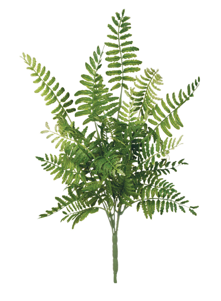 Fern Pick
