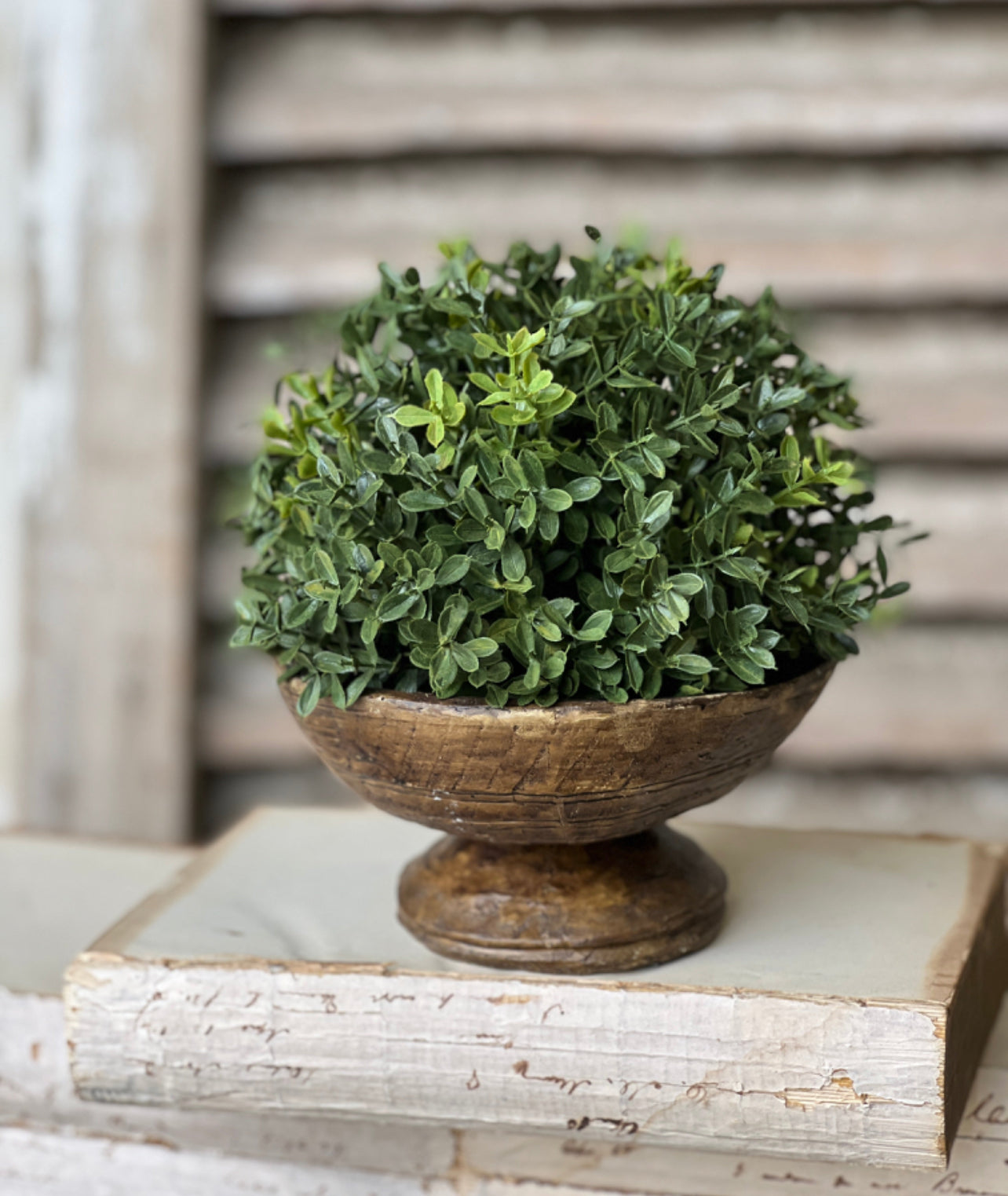 New England Boxwood Half Sphere