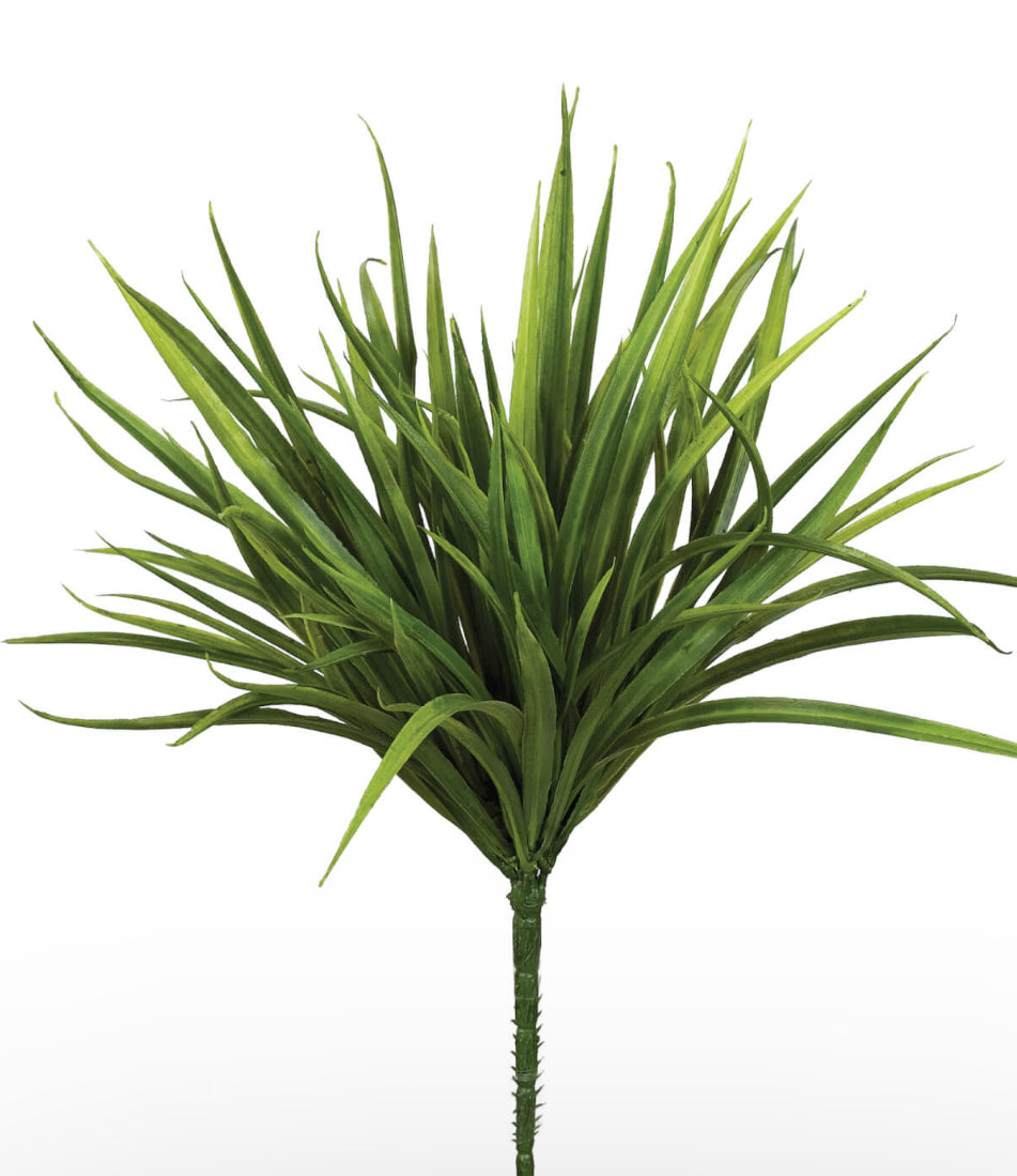 Sword Grass Plant