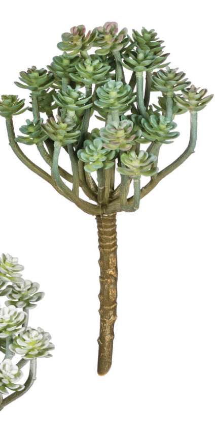 Aeonium Pick (Dark)