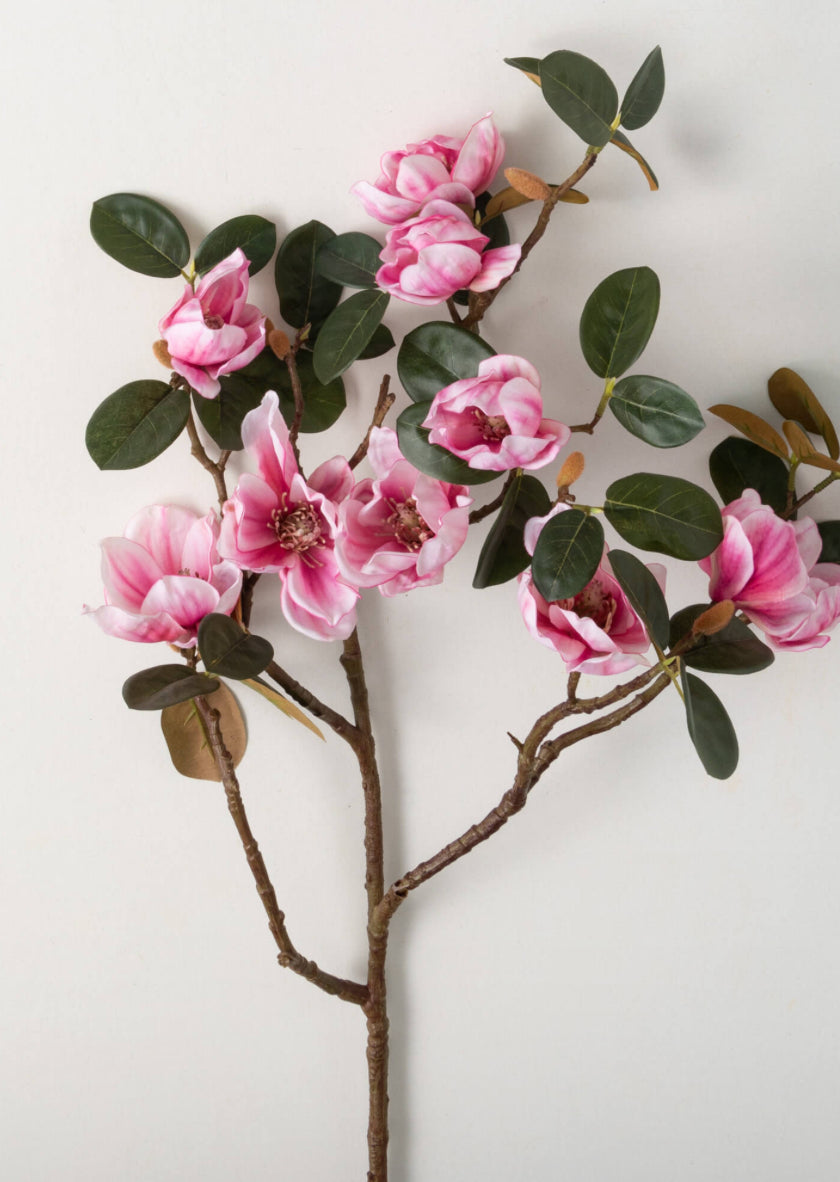 Pink Magnolia Stem