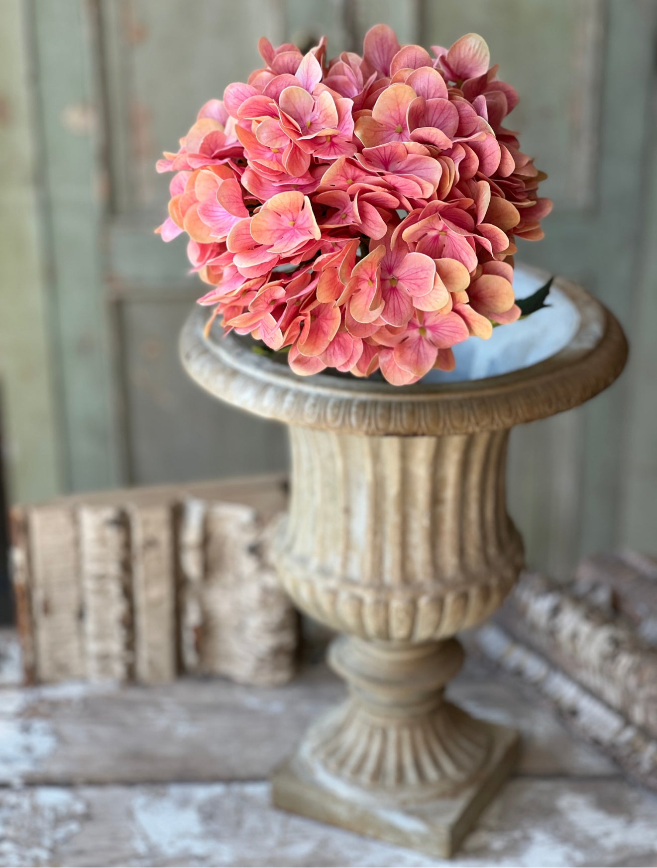 Tahiti Cameo Hydrangea