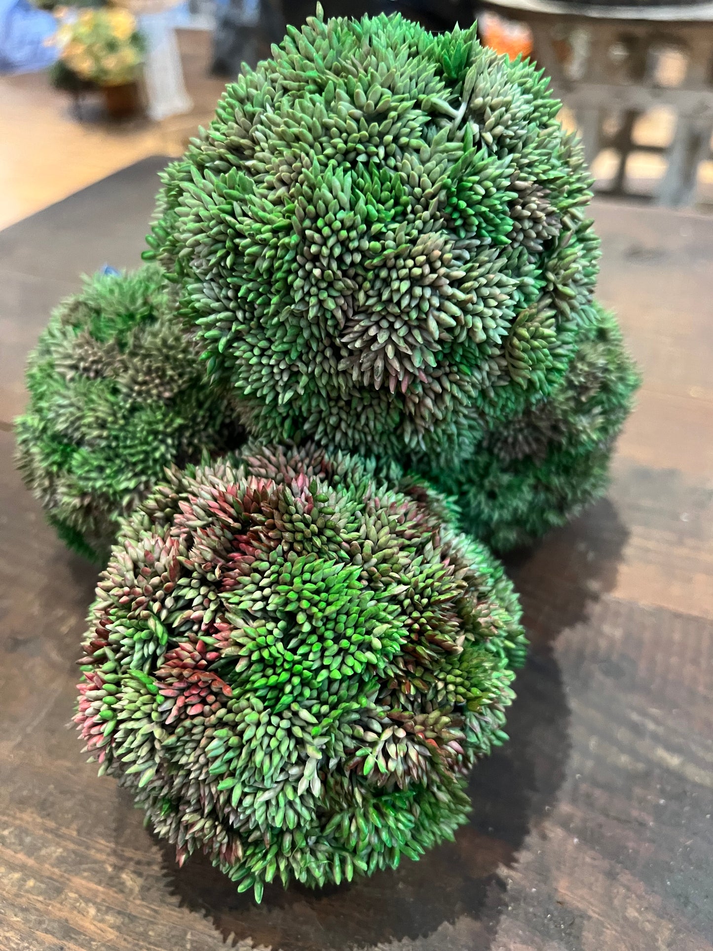 Sedum Orb (Red and Green)