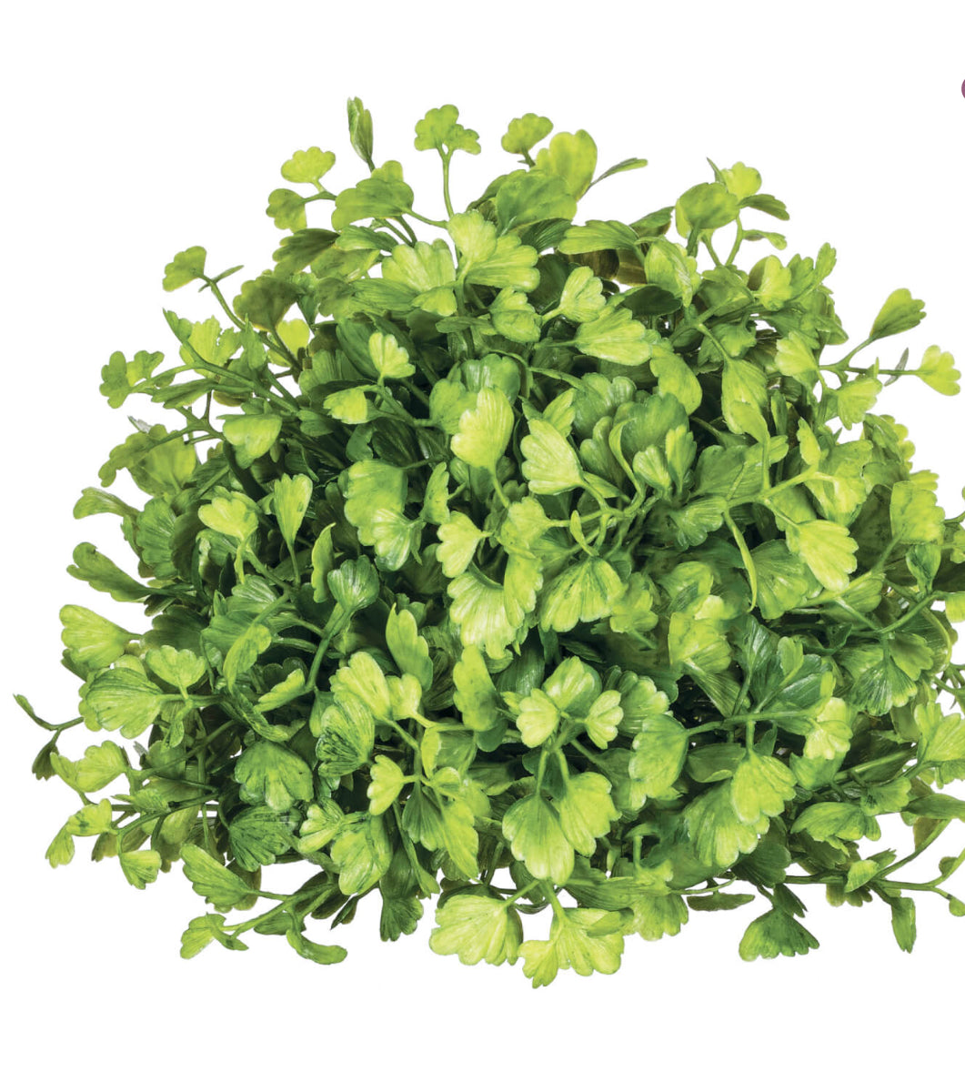Maiden Hair Fern Half Orb