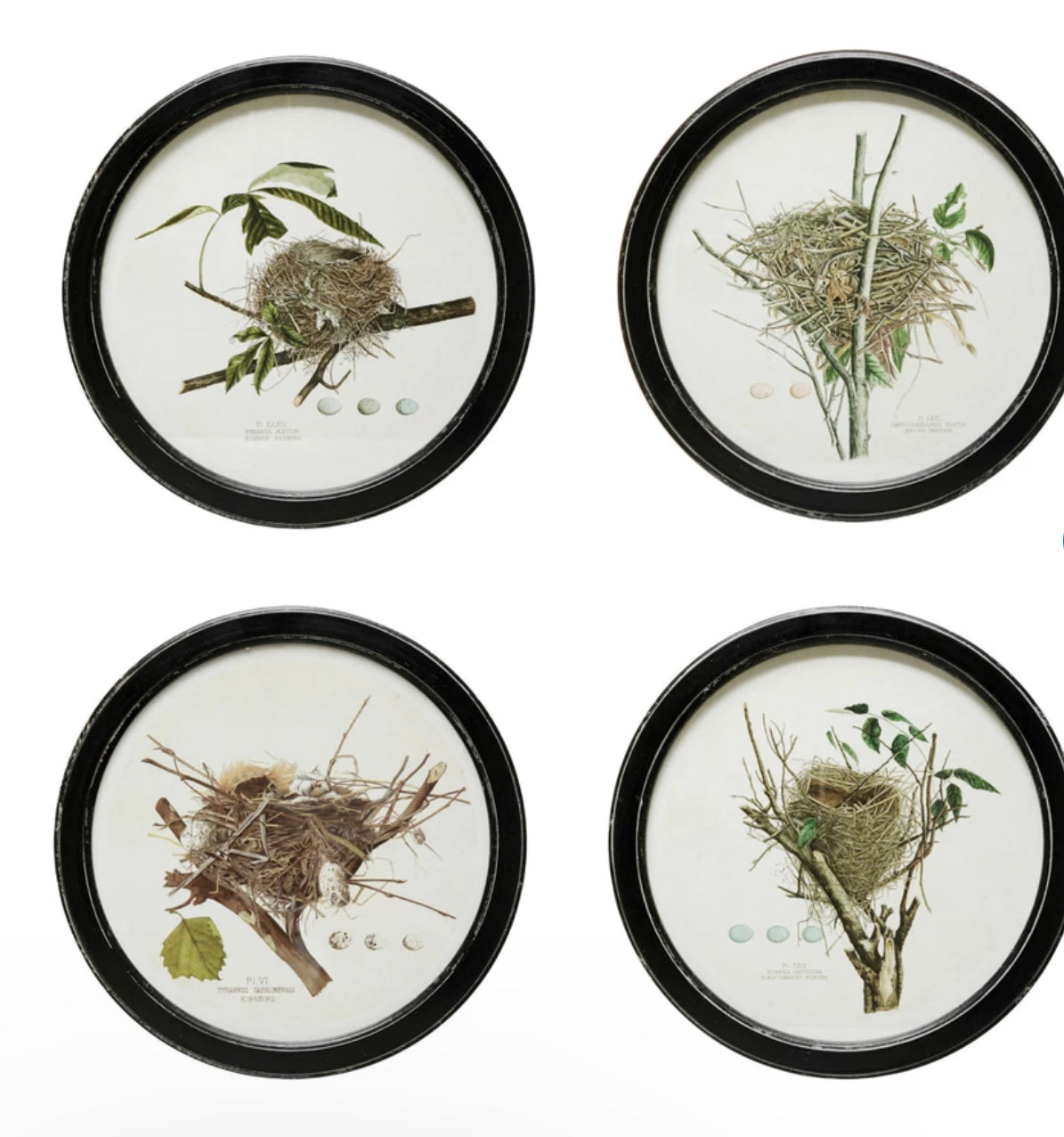 Nest Print Framed Wall Decor