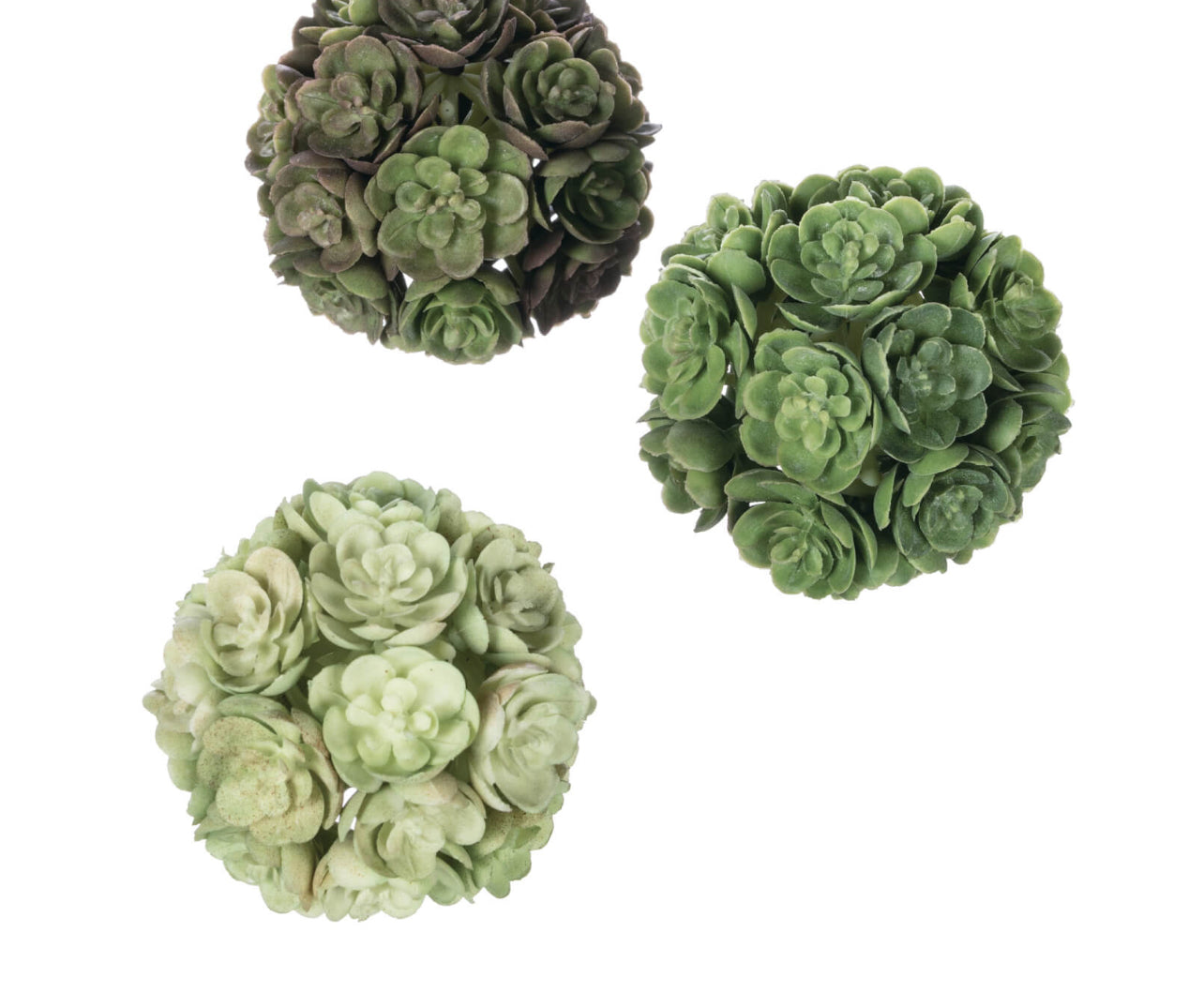 Echeveria Box 3 Orb