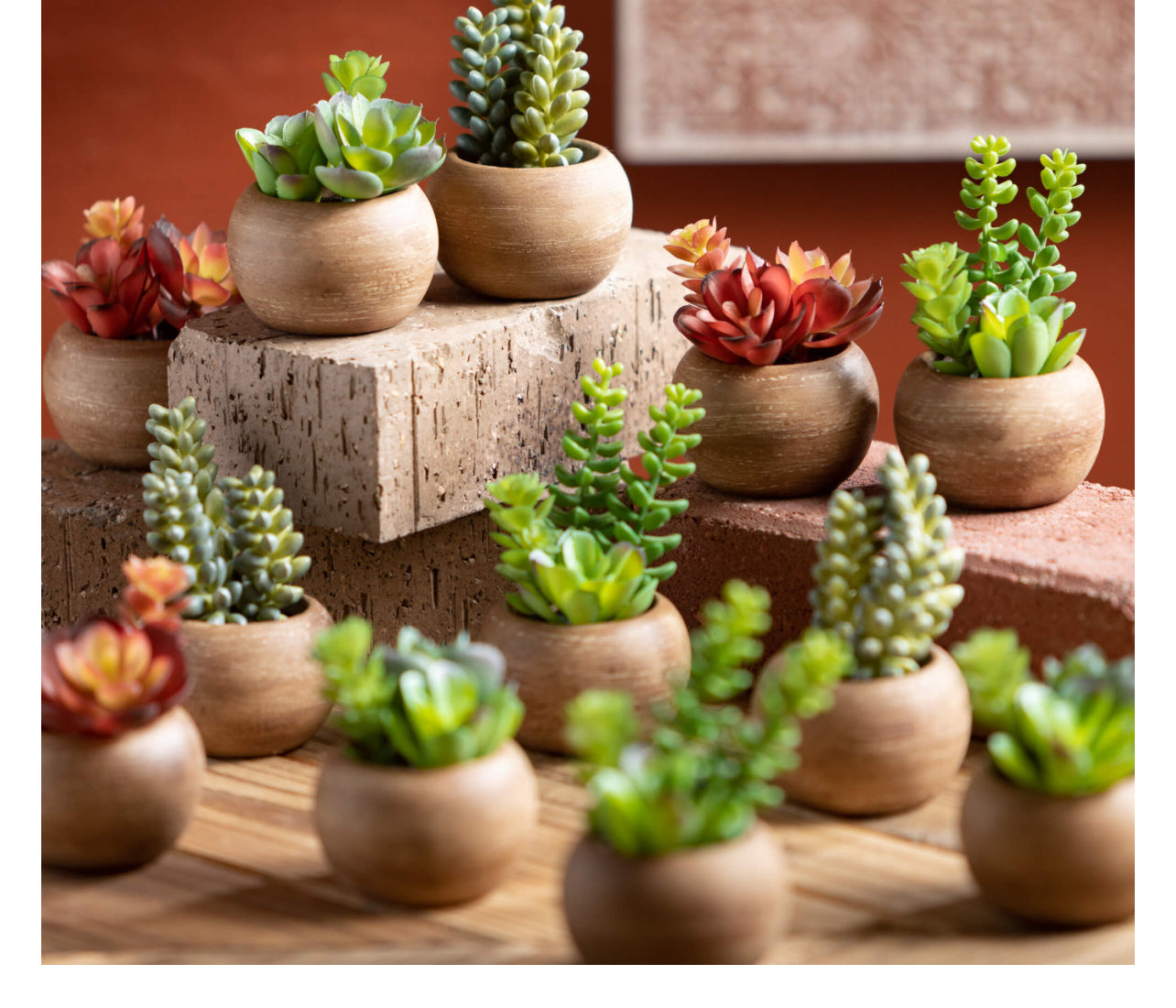 Potted Succulent