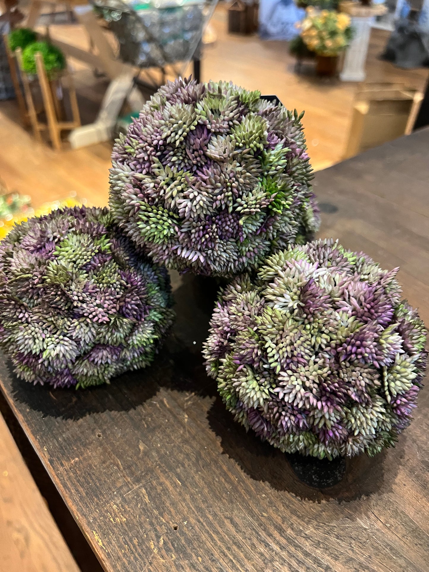 Sedum Orb (Purple)