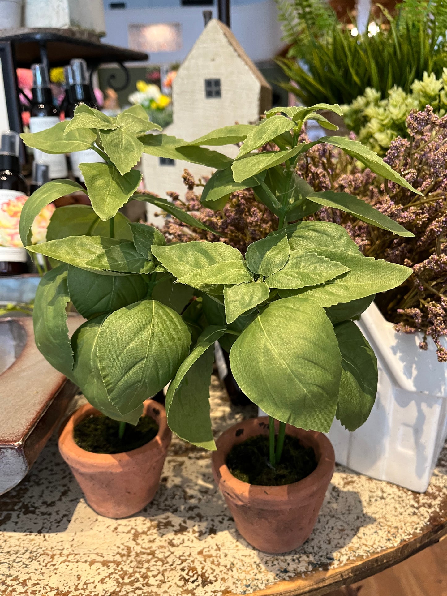 Potted Basil Plant