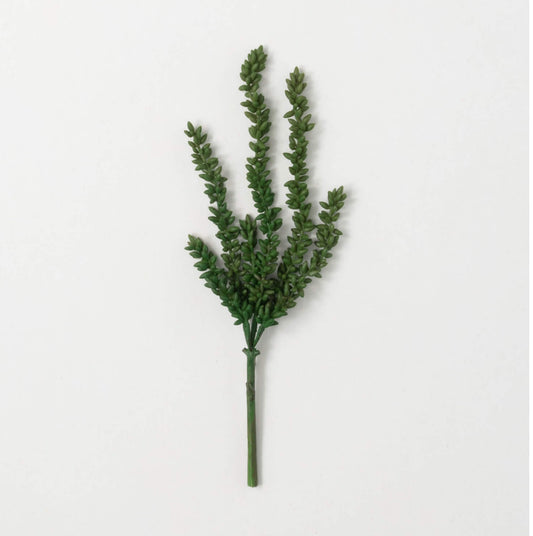 Succulent Vine Bush