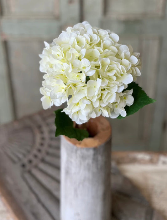 Cream Hydrangea Stem